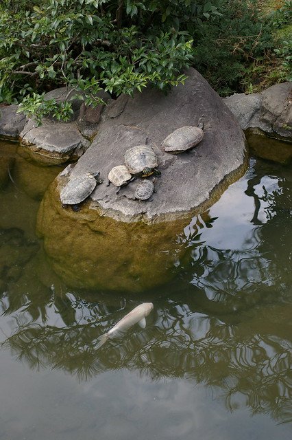 ⛩️ 고토히라 신사 (고토히라 진자) 이미지 5